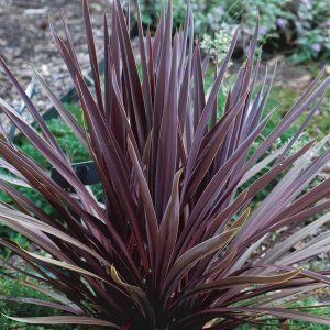 Cordyline Australis ´FESTIVAL BURGUNDY´®  - výška 40-60 cm, kont. C2L (-12°C)